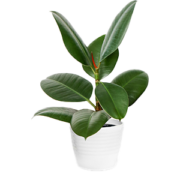 Vioolbladplant-hushoffice-hush-green-wall-groene-wand-groene-muur